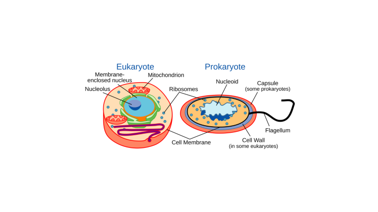 مقایسه سلول‌های پروکاریوت و یوکاریوت